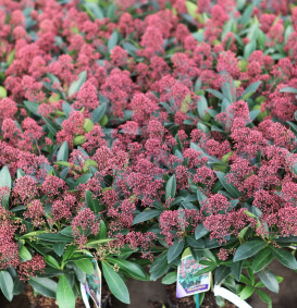 Skimmia japonica 'Rubella'
