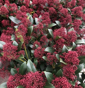 Skimmia japonica 'Rubella'